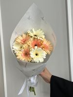 Кулек из гербер в кремовом оттенке 7 шт