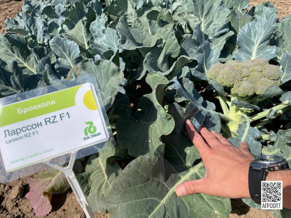 Ларссон F1 семена капусты брокколи (Rijk Zwaan / Райк Цваан) в поле – фото 5