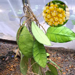 Хойя SP UT158 KALIMANTAN