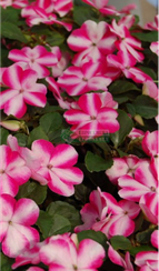 Бальзамин Уоллера BALANCE ROSE STAR