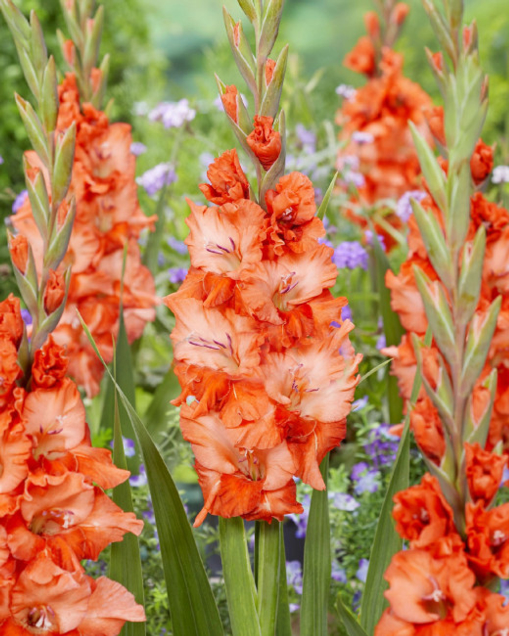 Гладиолус Флейминг Сансет