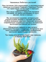 Вереск Дэвид Хагнес золотистый