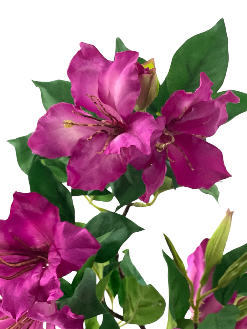 Альстромерия фуксия