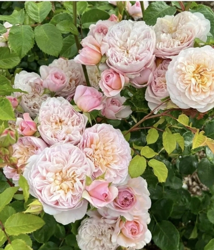 Роза Emily Bronte Эмели Бронтн