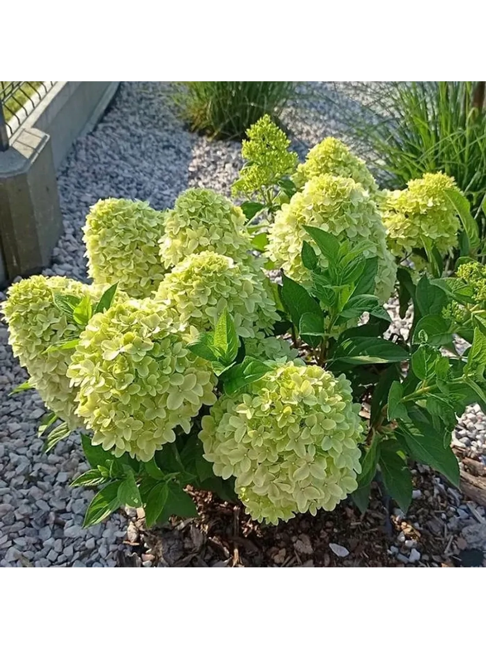 Пантера гортензия метельчатая