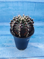 Gymnocalycium T-Rex Pink hybride (Гимнокалициум T-rex)