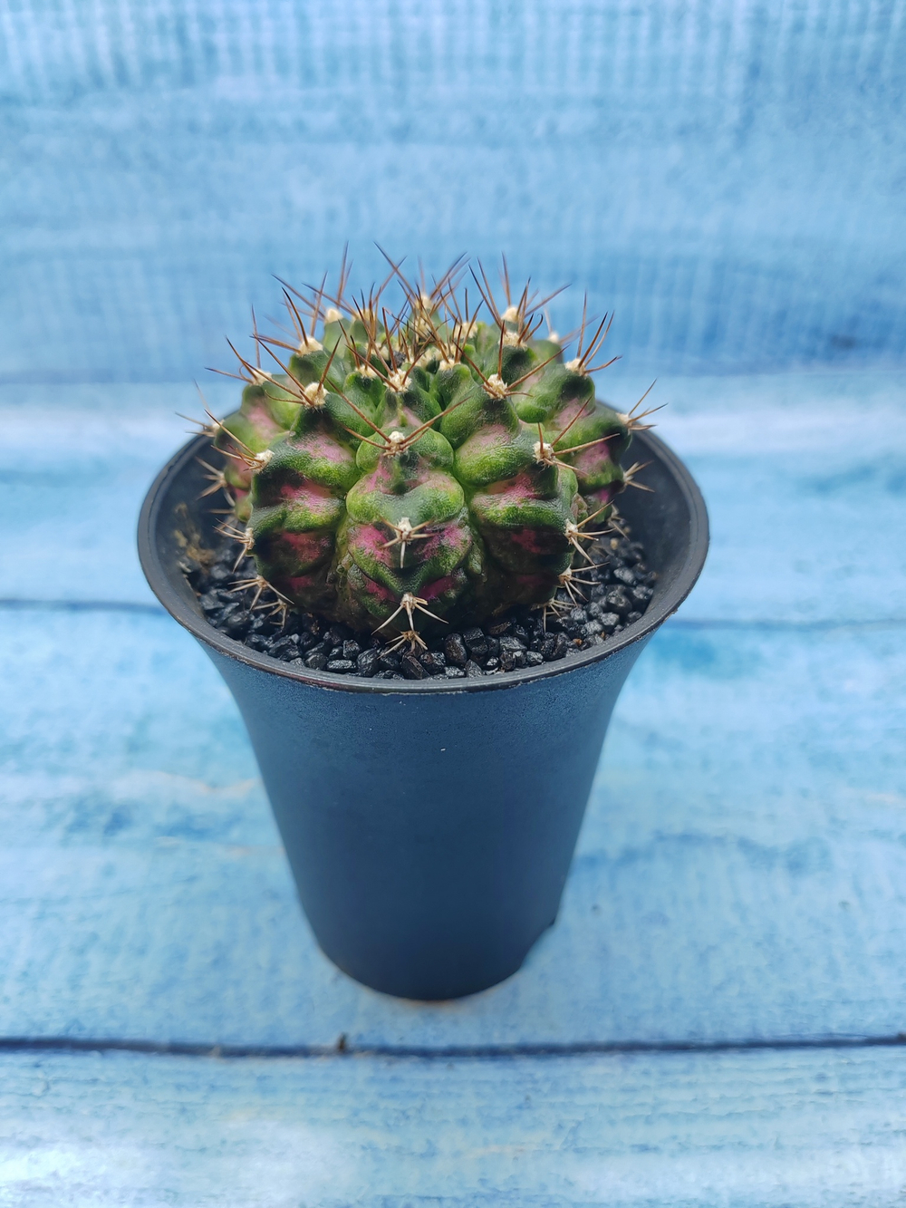 Gymnocalycium T-Rex Pink hybride (Гимнокалициум T-rex)