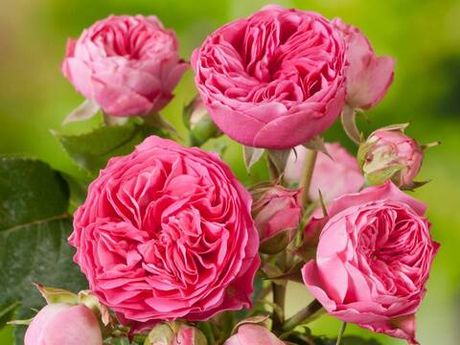 Канди Рококо (Candy Rokoko)