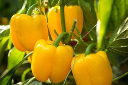 Перец Турбин F1