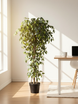 Фикус Бенджамина Карика 150см в горшке