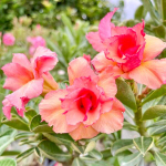 Адениум SHERBET