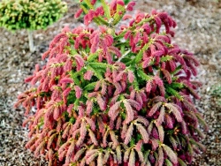 Ель Рыдал С7,5 (80-90см) Закупка М35 наличие 2026