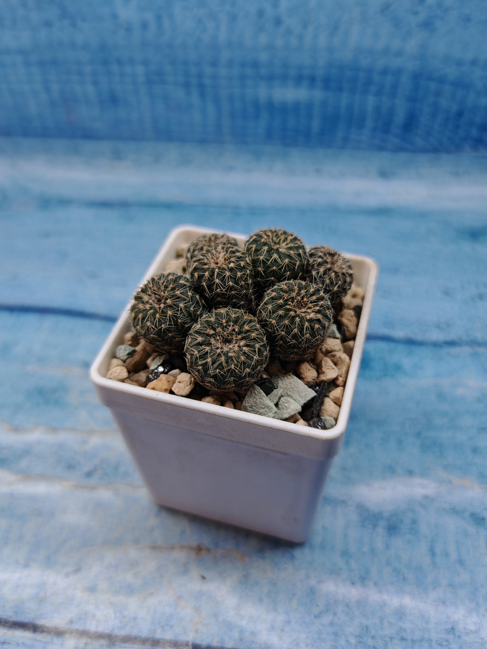 Frailea Pygmaea gloriosa (Фрайлея)