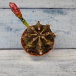 Gymnocalycium Friedrichii (Гимнокалициум)