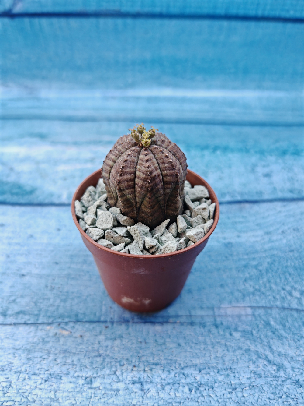 Euphoria Obesa (Эуфорбия)