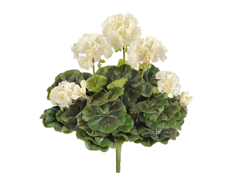 Герань цветущий куст кремовый 30 см