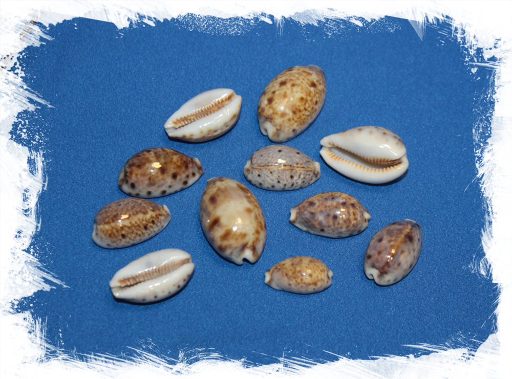 Ципреи Рысь, 2-4см, 100гр, 40шт