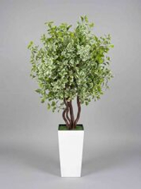 Бересклет пестрый 180см в высоком белом кашпо