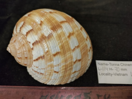 Тонна Хиненсис 85-120мм