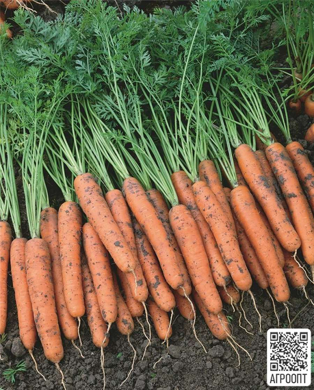 Наполи F1 семена моркови нантской (Bejo / Бейо) урожай продукт – фото 2