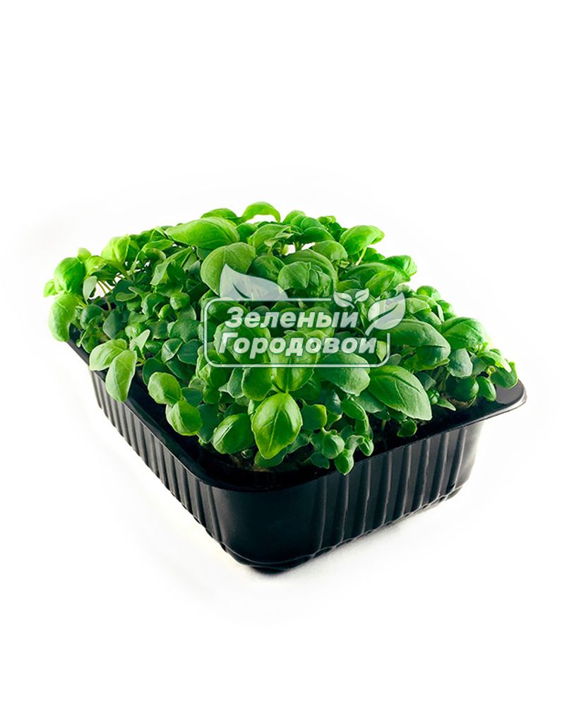 Микрозелень базилик зеленый бэби-лист