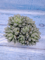 Haworthia Cooperi Pilifera (Хавортия)
