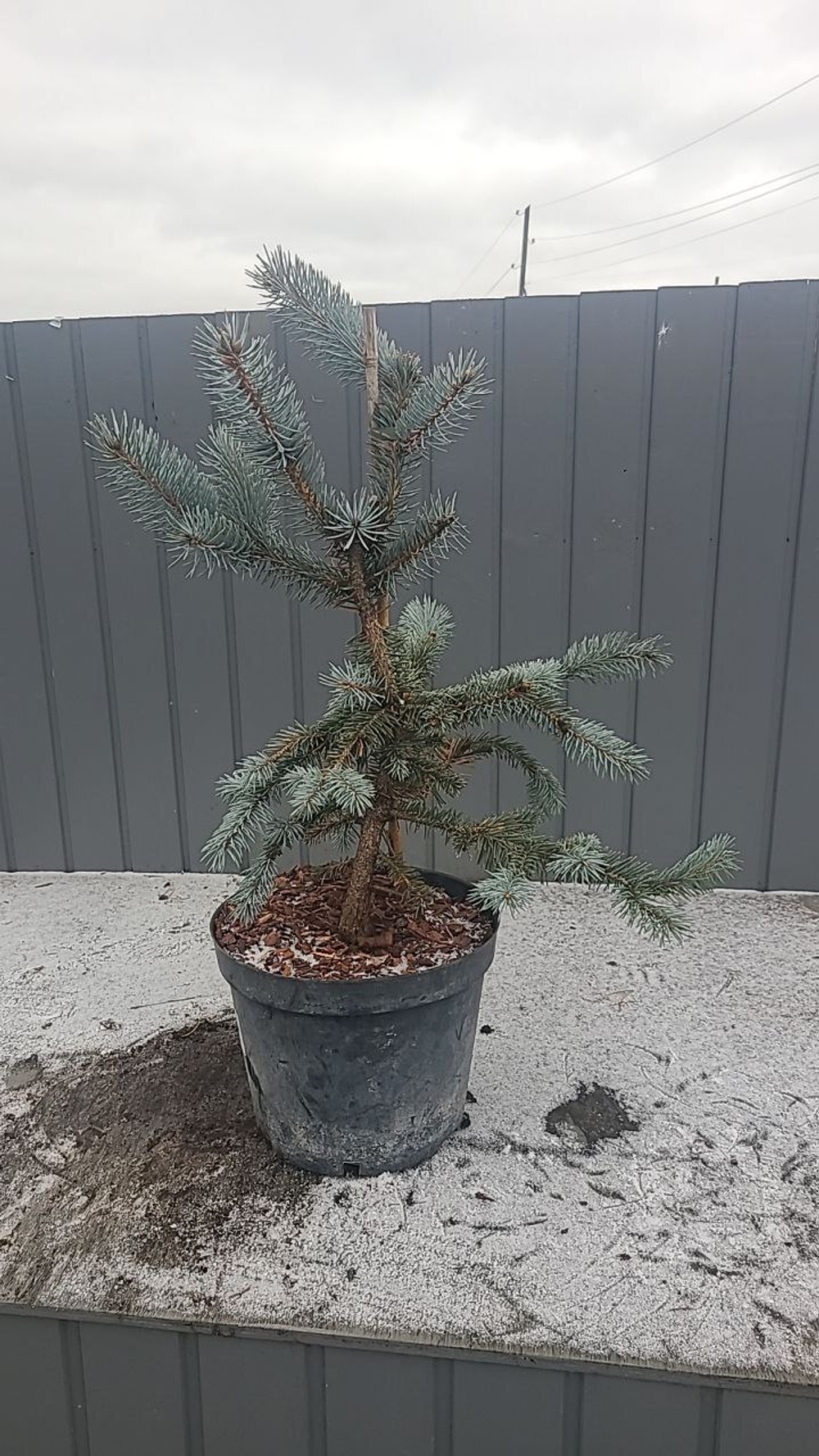 Ель колючая Хупси С7,5л (60-70см) Закупка М35 наличие 2025