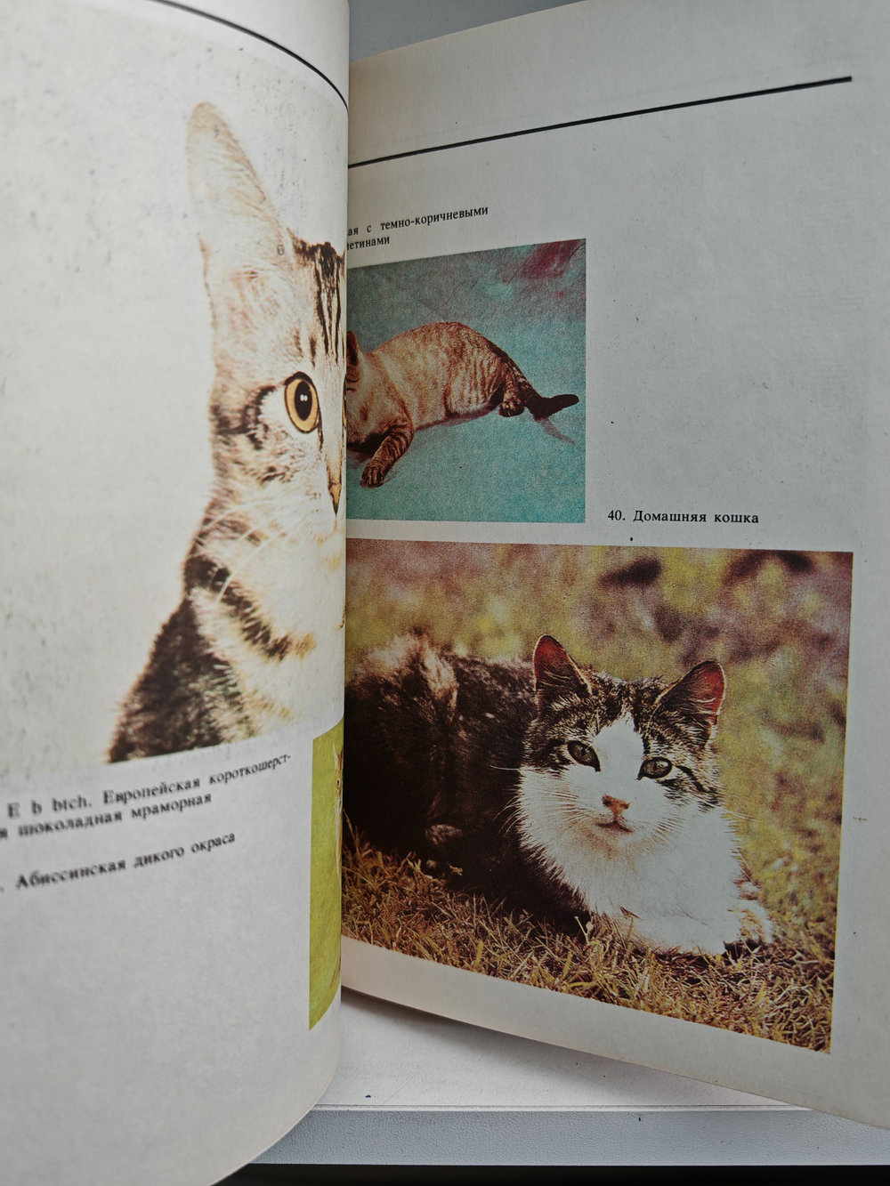 Домашние кошки