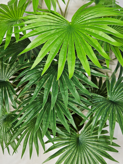 Искусственная Пальма веерная 75см в кашпо