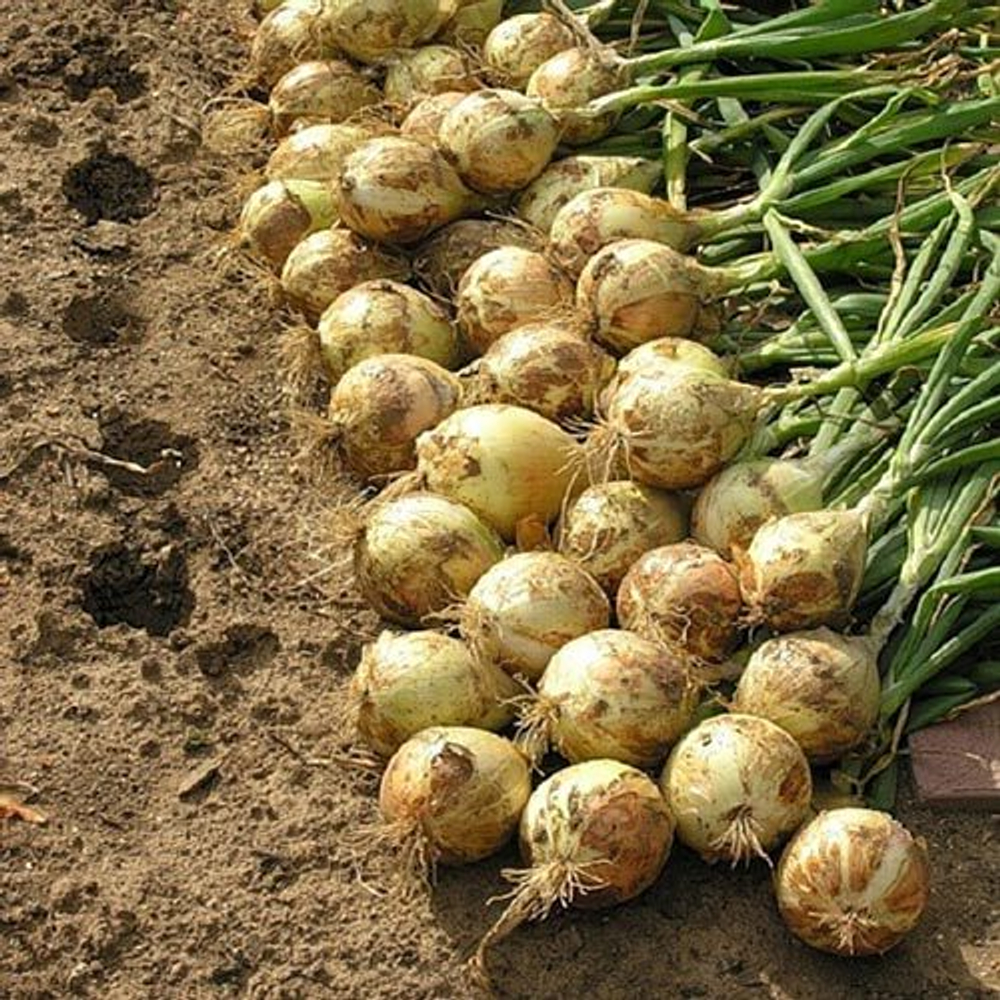 Cемена лука репчатого Эксибишен, Bejo, 0,5 гр.