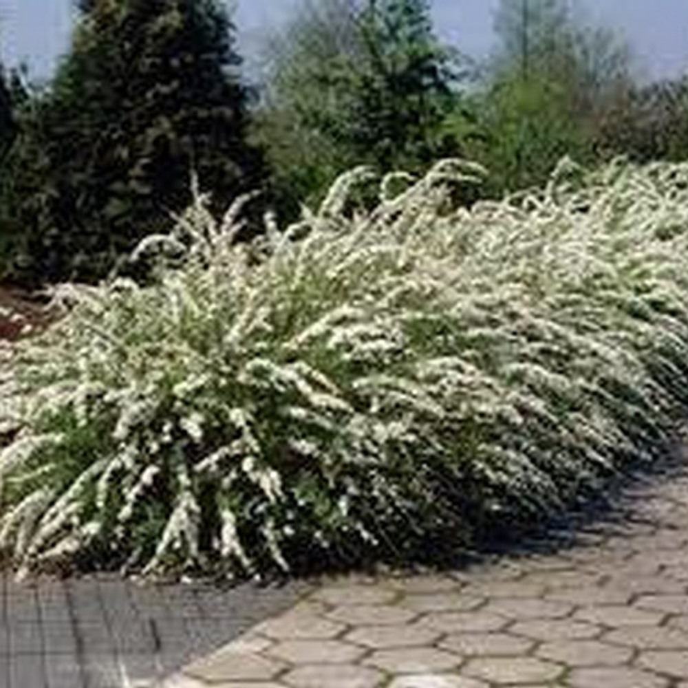 Спирея серая Грефшейм С2 30-40