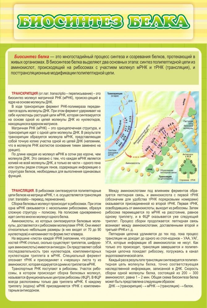 Стенд &quot;Биосинтез белка&quot;