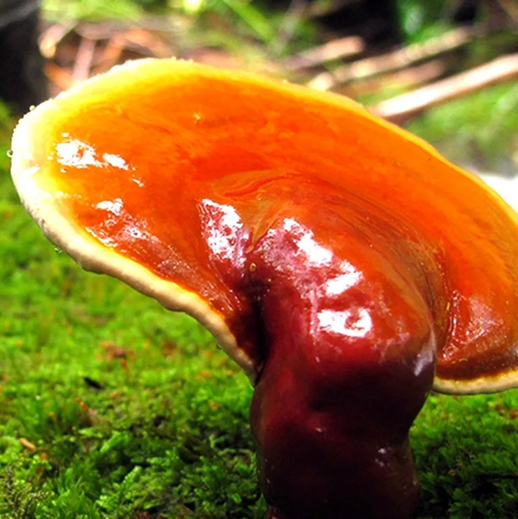 Рейши (трутовик лакированный)