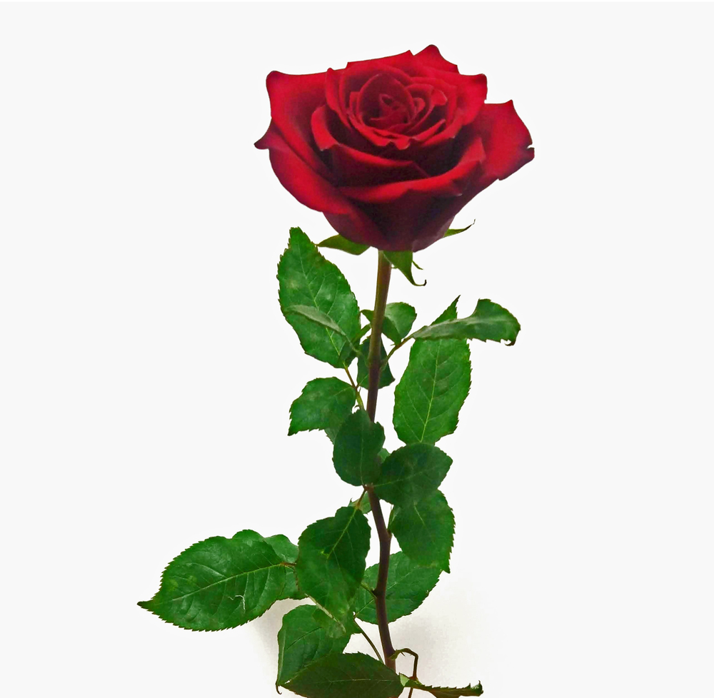 Роза красная Explorer