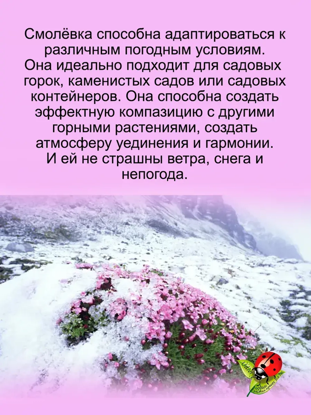 Смолёвка бесстебельная Маунд Сноуден многолетняя