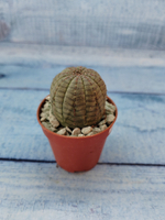 Euphoria Obesa (Эуфорбия)