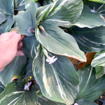 Кемпферия 03 TURTLE GREEN