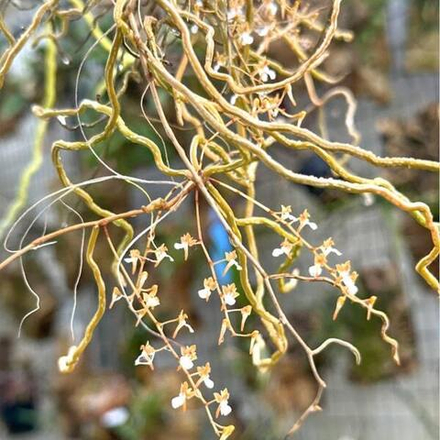 Орхидея MICROCOELIA CORNUTA