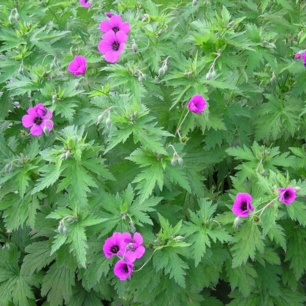 Герань гибридная "Red Admiral". Geranium hybridum "Red Admiral".