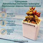 Adromischus marianiae aubergine (Адромискус)