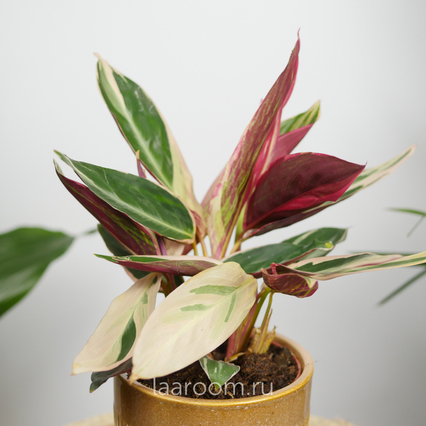 Калатея Триостар 12/40