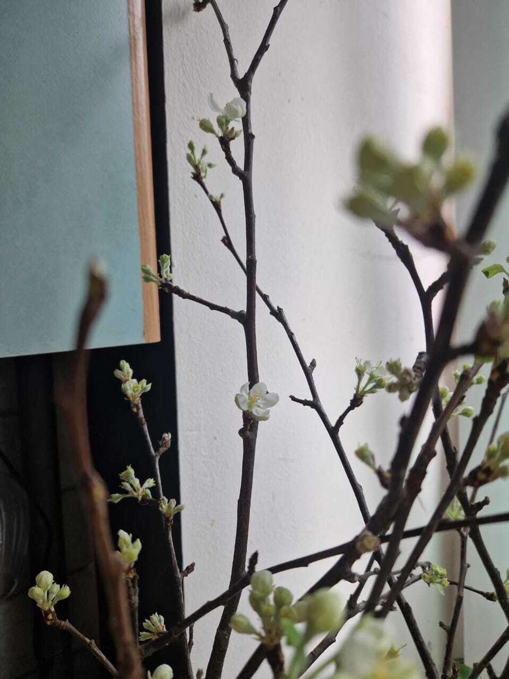 Ветки яблони