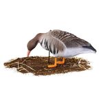 Комплект чучел Белолобый (10шт) S-XPE B622-3D "North Way"