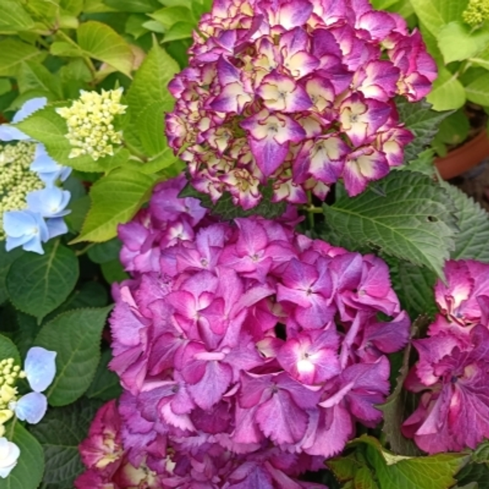 BALLADIA PURPLE/ Балладия Парпл