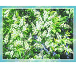 "Черемуха"-4096 ткань с нанесенным рисунком