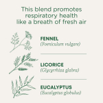 Traditional Medicinals, Breathe Easy, эвкалипт и мята, без кофеина, 16 чайных пакетиков в упаковке, 24 г (0,85 унции)