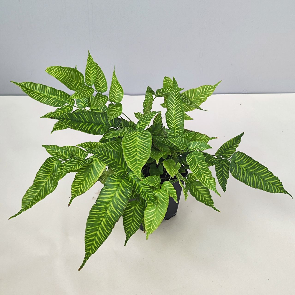 Кониограмма Голден Зебра