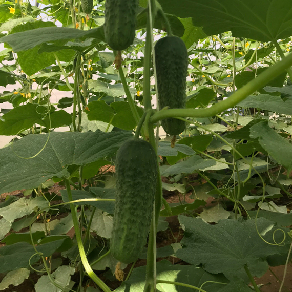 ТРИЛОДЖИ F1 семена огурца Rijk Zwaan купить – фото 4