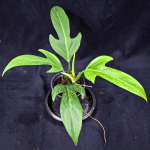 Филодендрон PANDURIFORME