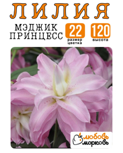 Лилия Луковица, Мэджик Принцесс, восточный гибрид, 1 шт